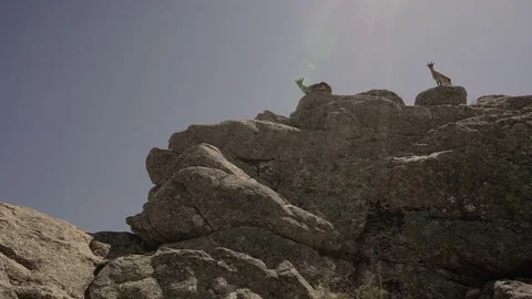 Goats at the mountain cliffs Stock Footage 75027987