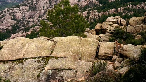 Goats at the mountain Stock Footage 74504181