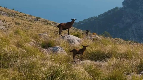 Goats in the mountain 스톡 동영상 121289134