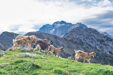 Goats on mountain meadows Stock Photos
