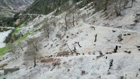 Goats on mountain next to a river Stock Footage 270166768