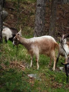 Goats on mountain Stock Photos