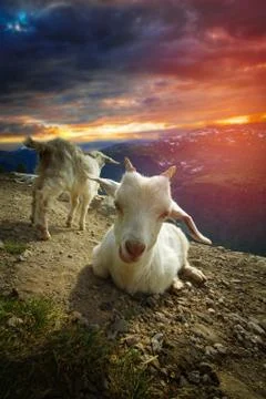 Goats in the mountains. Stock Photos