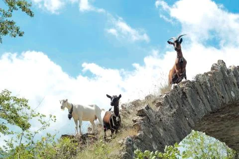 Goats in the mountains Stock Photos