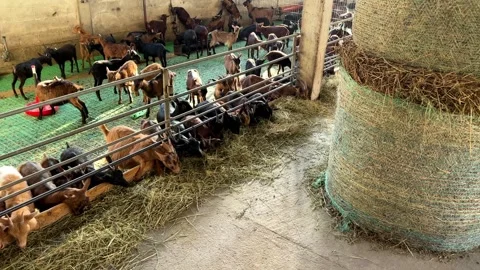 Goats munching on hay inside a barn, surrounded by wood and brickwork Stock Footage 266789898