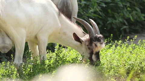 Goats in nature. Stock-Footage 159612406