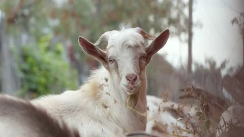 Goats in nature. Видео 162093251