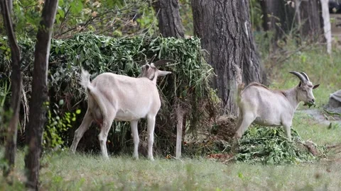 Goats in nature. Видео 162093375