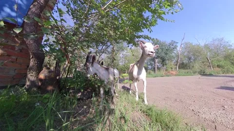 Goats in nature. Видео 163087605