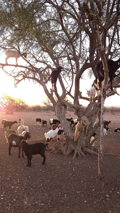 Goats navigating argan tree branches against golden sunset backdrop, reveal.. Stock Footage 300801803