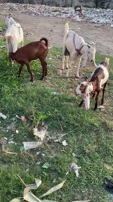 Goats Navigating a Polluted Urban Creek Stock Footage 316157686