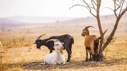 Goats Near Tree Stock Footage 79030831