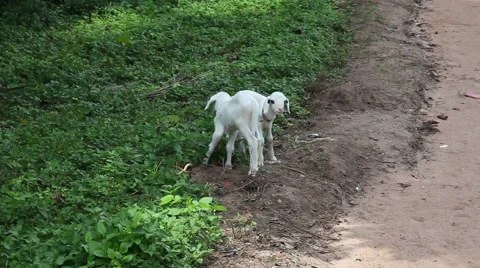 GOATS NEXT TO ROAD IN GHANA Stock Footage 59864353