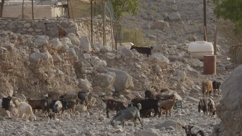 Goats in Oman Town Medium Stock Footage 89181639