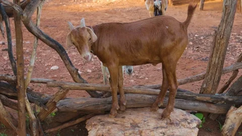 GOATS OUTSIDE THE CORN Stock Footage 273518838