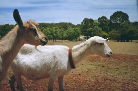 Goats in a paddock Foto stock