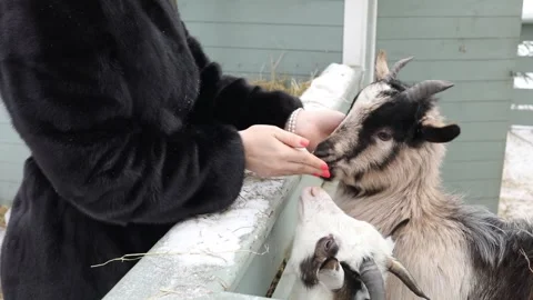 Goats in the paddock sniff and lick the fingers of Stock Footage 299637384