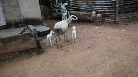 GOATS IN PAKRO Stock Footage 59734924