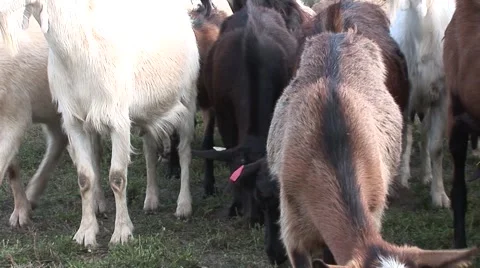Goats passing in front of the camera Stock Footage 42362320