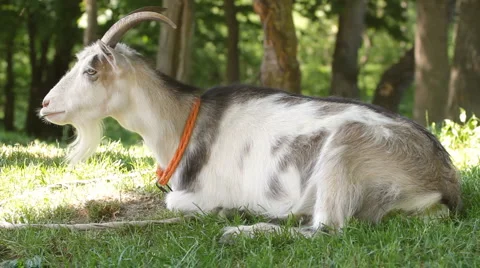 Goats on pasture Stock Footage 6237195