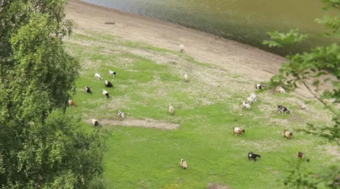 Goats to pasture Stock Footage 25127740