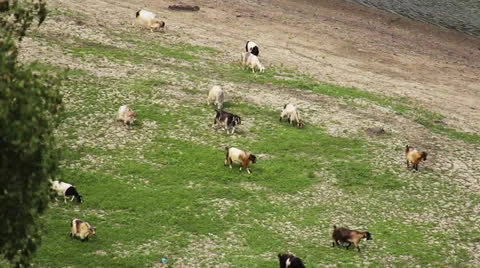 Goats to pasture Stock Footage 25135658