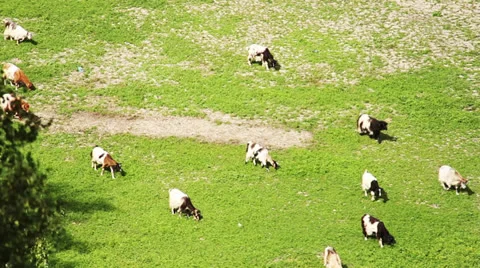Goats to pasture Stock Footage 25135695