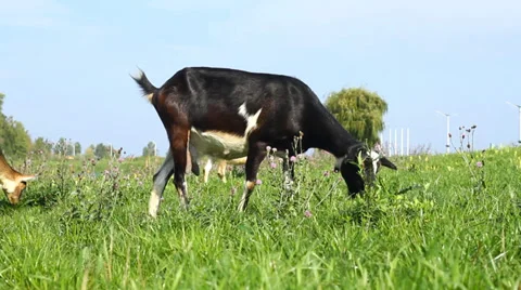 Goats pasture Video stock 31112427
