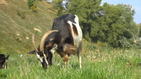 Goats Pasture Video stock 31212025