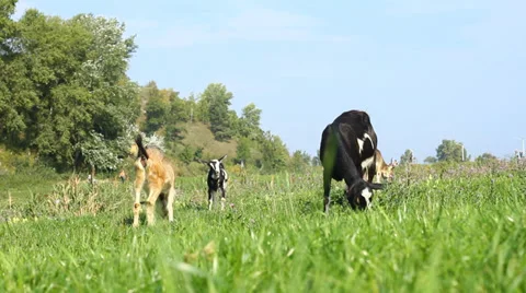 Goats Pasture Stock Footage 32115820