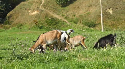 Goats pasture Stock Footage 37521392