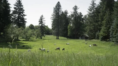 Goats in a pasture Stock Footage 65387393