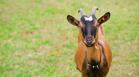 Goats on pasture. Full HD RAW video 库存影片 58669243