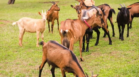Goats on pasture. Full HD RAW video 스톡 동영상 58669288