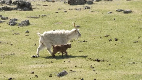 Goats on a pasture of Mongolia Stock Footage 254328419