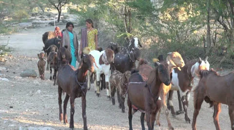 Goats on path in India Stock Footage 24463618