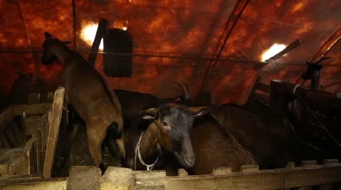 Goats in the pen Stock Footage 60256437