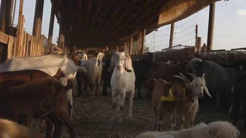 Goats in pen Stock Footage 83467657