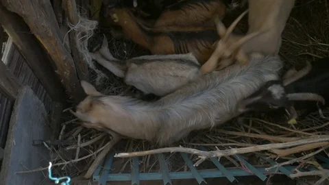 Goats in the pen  Stock-Footage 83811089