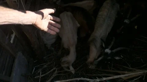 Goats in the pen  Stock Footage 83812328