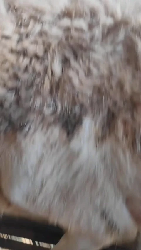 Goats in the pen. Stock Footage 291234771