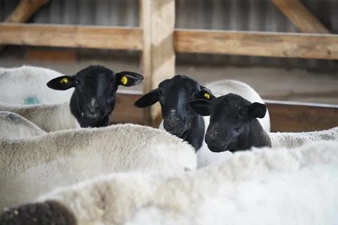 Goats in the pen Stock Photos