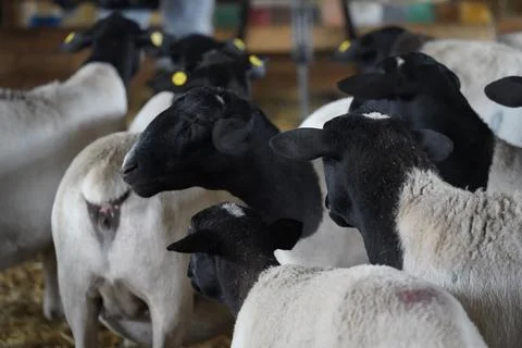 Goats in the pen Stock Photos