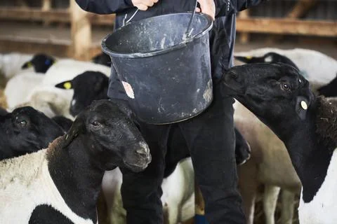 Goats in the pen Stock Photos
