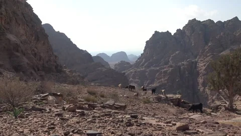 Goats of Petra 01 库存影片 219829672