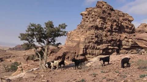 Goats of Petra 02 库存影片 219828704