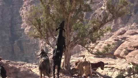 Goats of Petra 03 库存影片 219829240