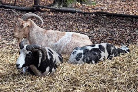 Goats Stock Photos