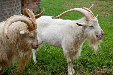 Goats 스톡 사진
