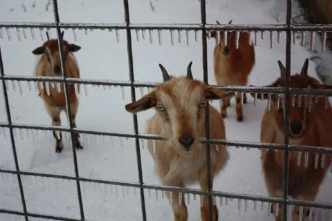 Goats Stock Photos